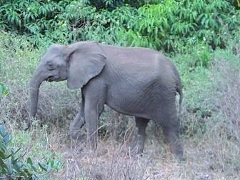 Lake Manyara National Park Elephant Wildlife Tourism